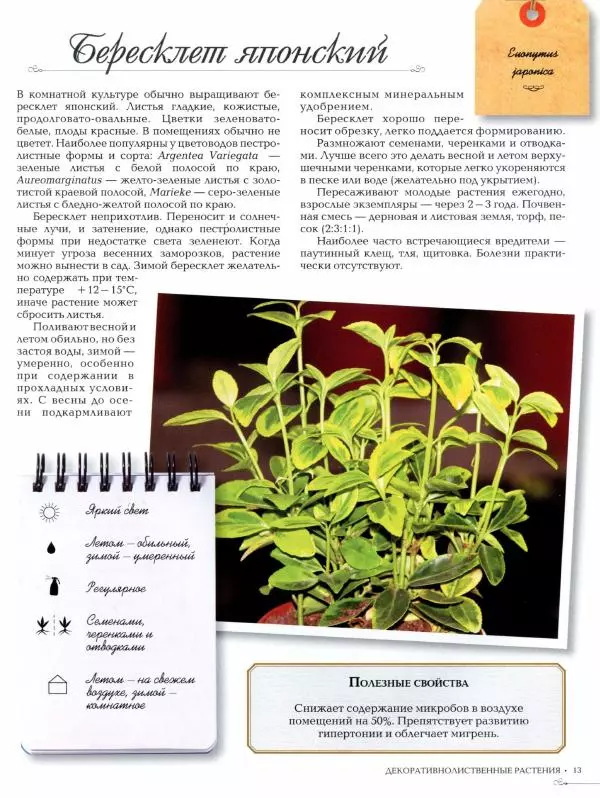 Дарья Князева - Декоративно-лиственные комнатные растения - Страница № 14