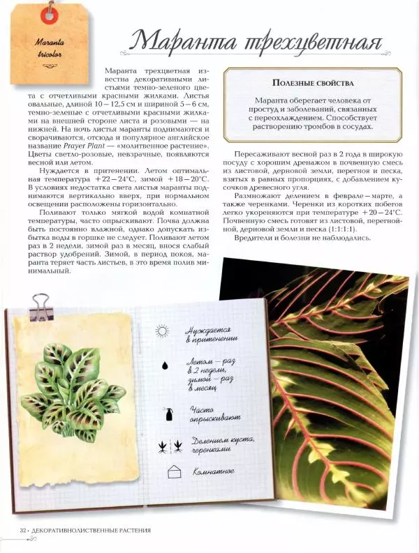 Дарья Князева - Декоративно-лиственные комнатные растения - Страница № 33