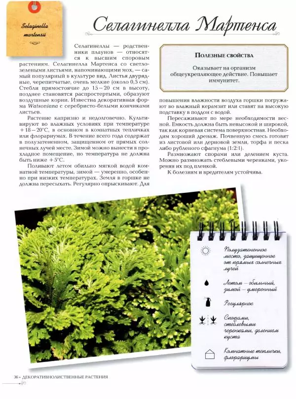 Дарья Князева - Декоративно-лиственные комнатные растения - Страница № 37