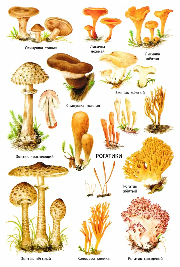 Мария Сергеева - Грибы съедобные и несъедобные  - Страница № 52