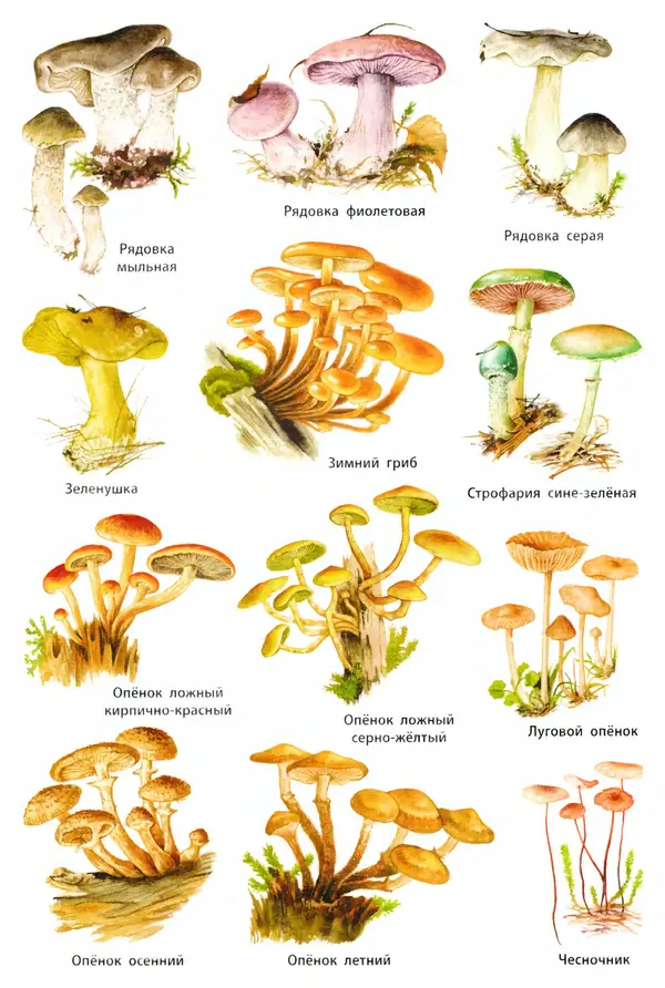 Мария Сергеева - Грибы съедобные и несъедобные  - Страница № 53