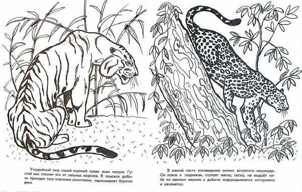 Тамара Соколовская - Путешествие по заповеднику - Страница № 3