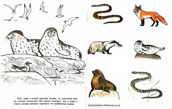 Тамара Соколовская - Путешествие по заповеднику - Страница № 10