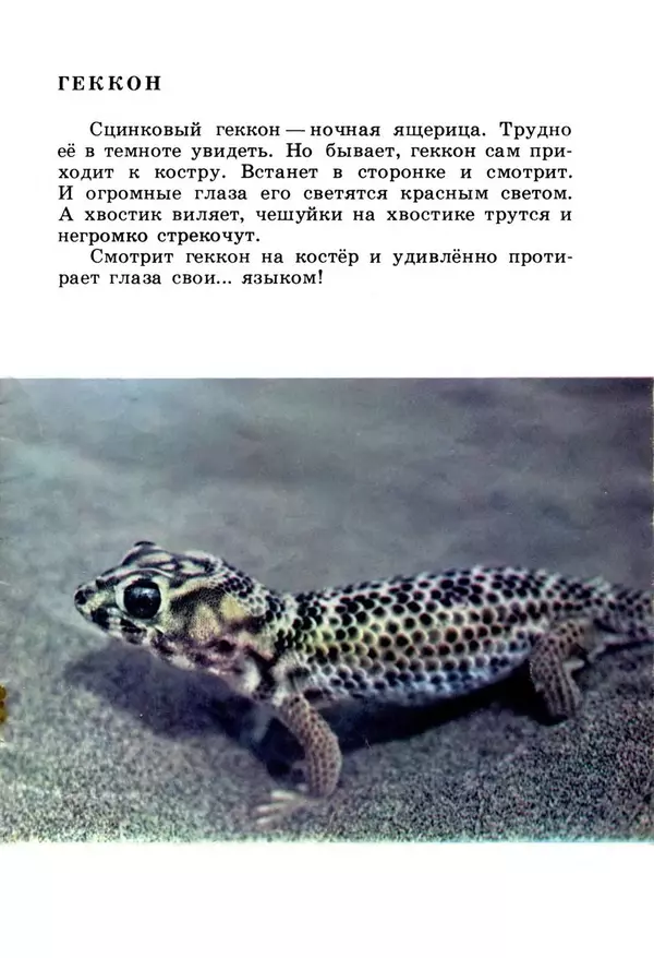 Николай Сладков - Жизнь на песке. Фотокнижка - Страница № 11