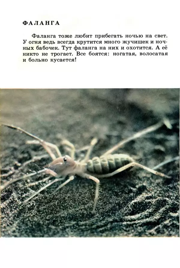 Николай Сладков - Жизнь на песке. Фотокнижка - Страница № 12