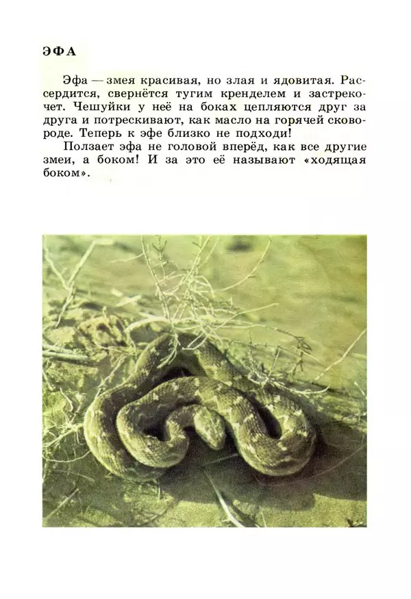 Николай Сладков - Жизнь на песке. Фотокнижка - Страница № 25