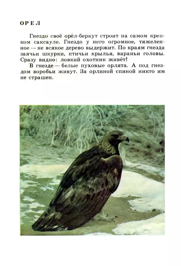 Николай Сладков - Жизнь на песке. Фотокнижка - Страница № 26