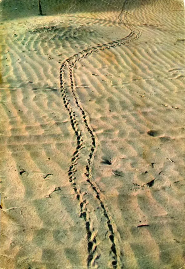 Николай Сладков - Жизнь на песке. Фотокнижка - Страница № 27