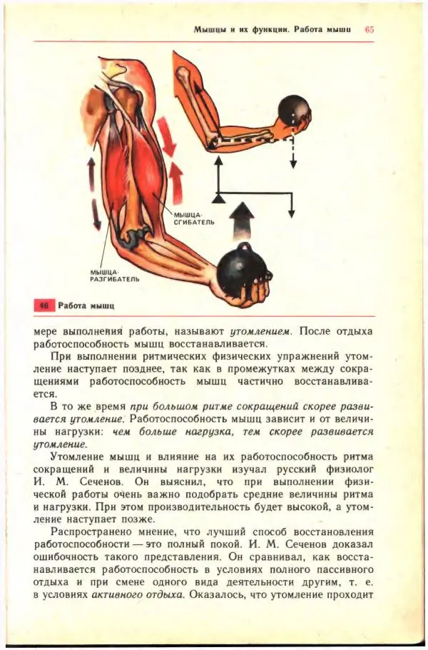 Анна Цузмер - Человек: анатомия, физиология и гигиена. Учебник для 8 класса средней школы - Страница № 59