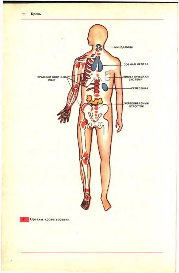 Анна Цузмер - Человек: анатомия, физиология и гигиена. Учебник для 8 класса средней школы - Страница № 66