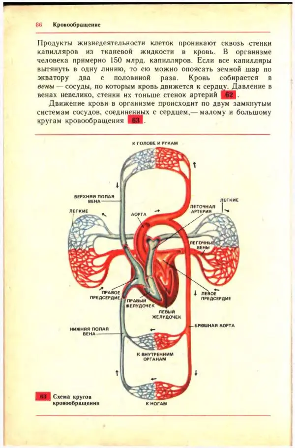 Анна Цузмер - Человек: анатомия, физиология и гигиена. Учебник для 8 класса средней школы - Страница № 80
