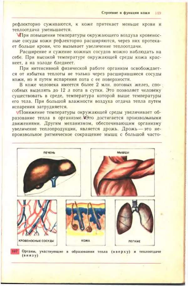 Анна Цузмер - Человек: анатомия, физиология и гигиена. Учебник для 8 класса средней школы - Страница № 143