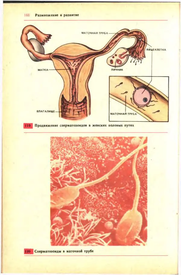 Анна Цузмер - Человек: анатомия, физиология и гигиена. Учебник для 8 класса средней школы - Страница № 162