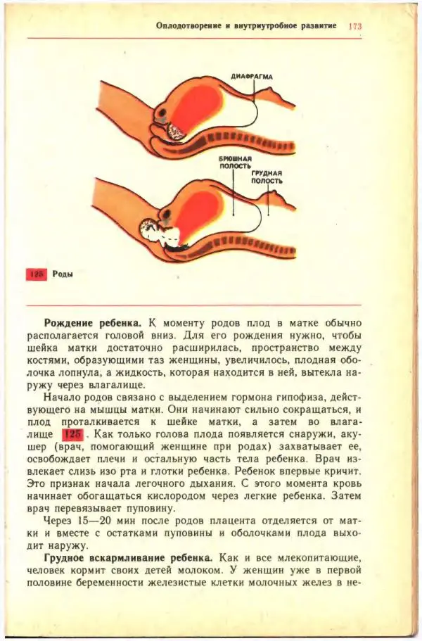Анна Цузмер - Человек: анатомия, физиология и гигиена. Учебник для 8 класса средней школы - Страница № 167