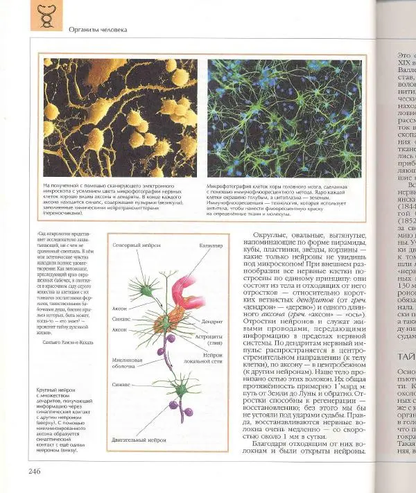  Энциклопедия для детей Аванта+ - Энциклопедия для детей. Том 18, часть 1. Человек - Страница № 247