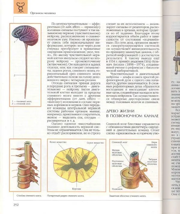  Энциклопедия для детей Аванта+ - Энциклопедия для детей. Том 18, часть 1. Человек - Страница № 253