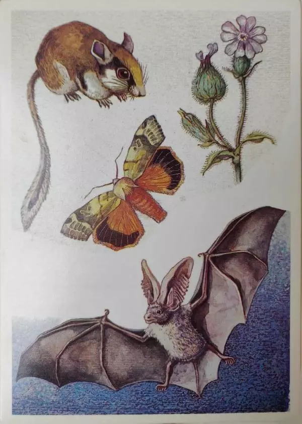  - Природа после захода солнца. Обитатели темноты - Страница № 3