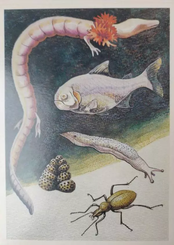  - Природа после захода солнца. Обитатели темноты - Страница № 25