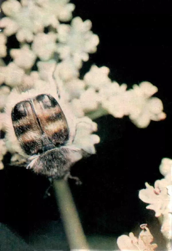 Виталий Танасийчук - В гостях у насекомых - Страница № 2