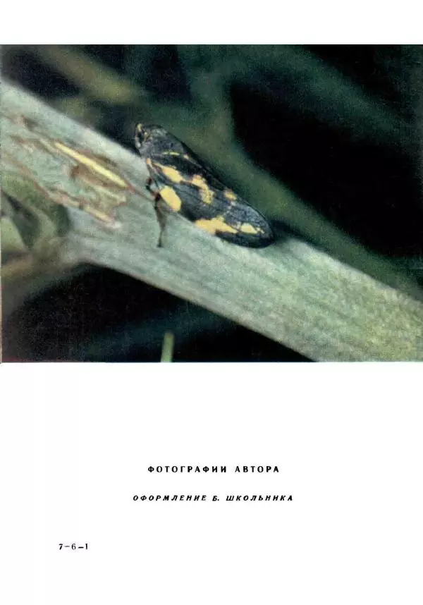 Виталий Танасийчук - В гостях у насекомых - Страница № 4