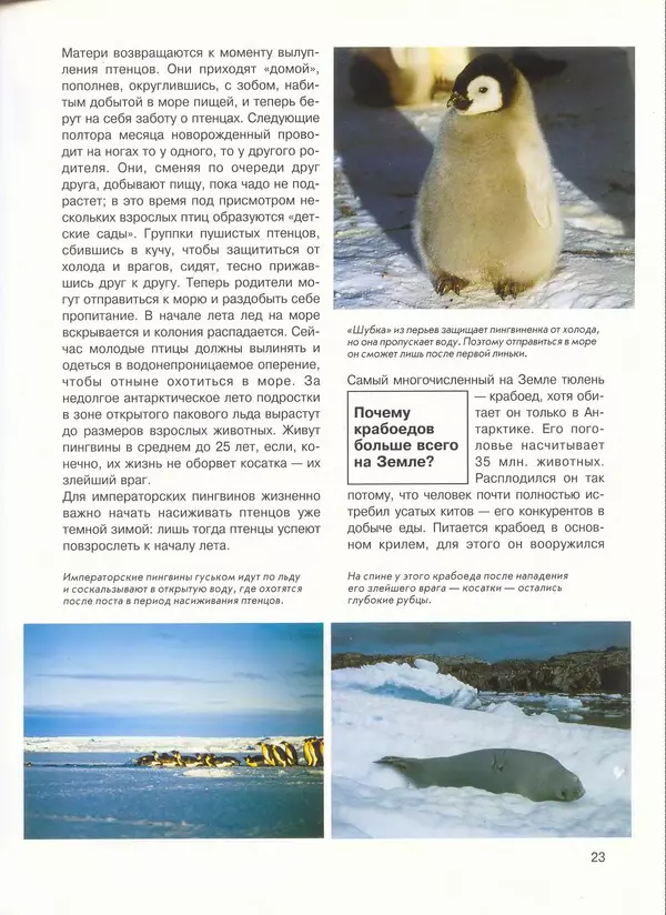 КулЛиб. Иоахим  Маллвиц - Арктика и Антарктика. Страница № 23