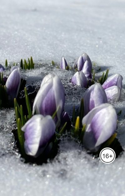 Русский романс (fb2)