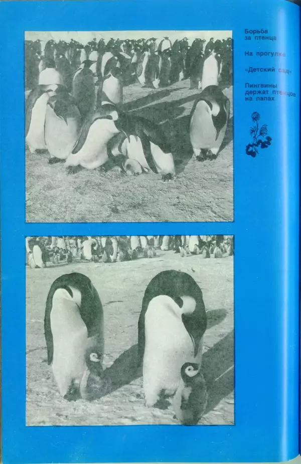 КулЛиб. Сергей Николаевич Рыбаков - Под водой в Антарктике. Страница № 155