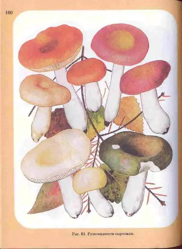 КулЛиб. А. В. Юдин - Большой определитель грибов. Страница № 100