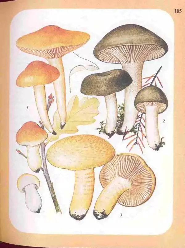 КулЛиб. А. В. Юдин - Большой определитель грибов. Страница № 105