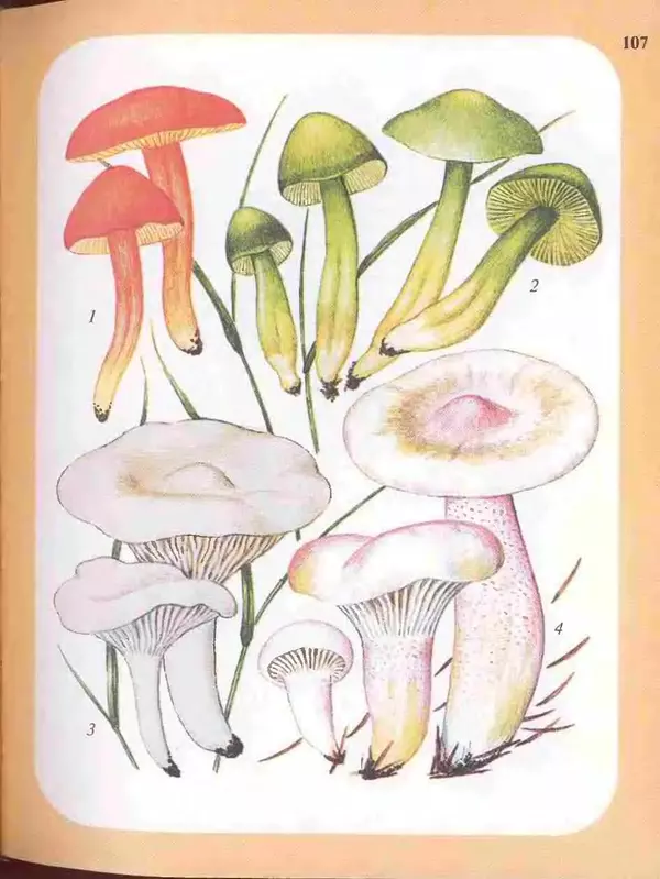 КулЛиб. А. В. Юдин - Большой определитель грибов. Страница № 107