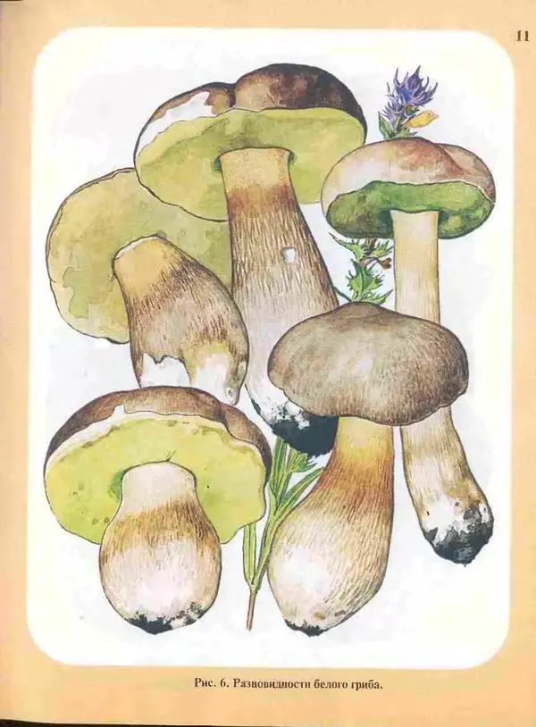 КулЛиб. А. В. Юдин - Большой определитель грибов. Страница № 11
