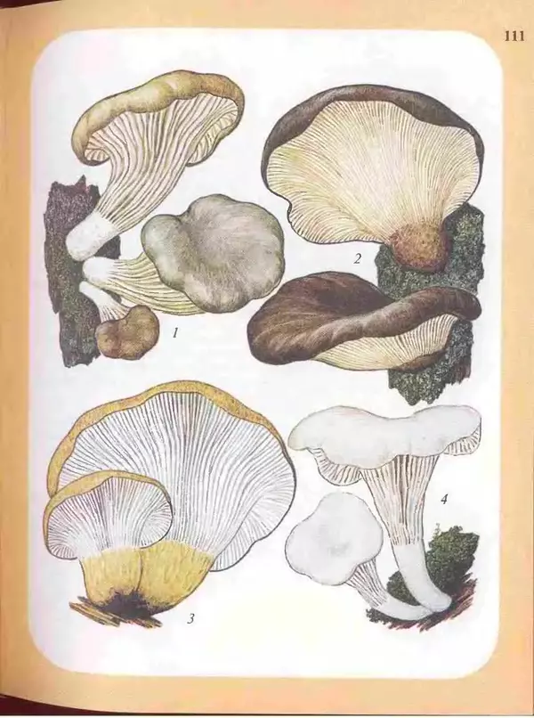 КулЛиб. А. В. Юдин - Большой определитель грибов. Страница № 111