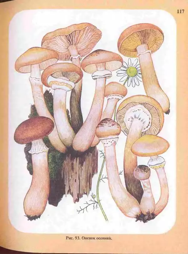 КулЛиб. А. В. Юдин - Большой определитель грибов. Страница № 117