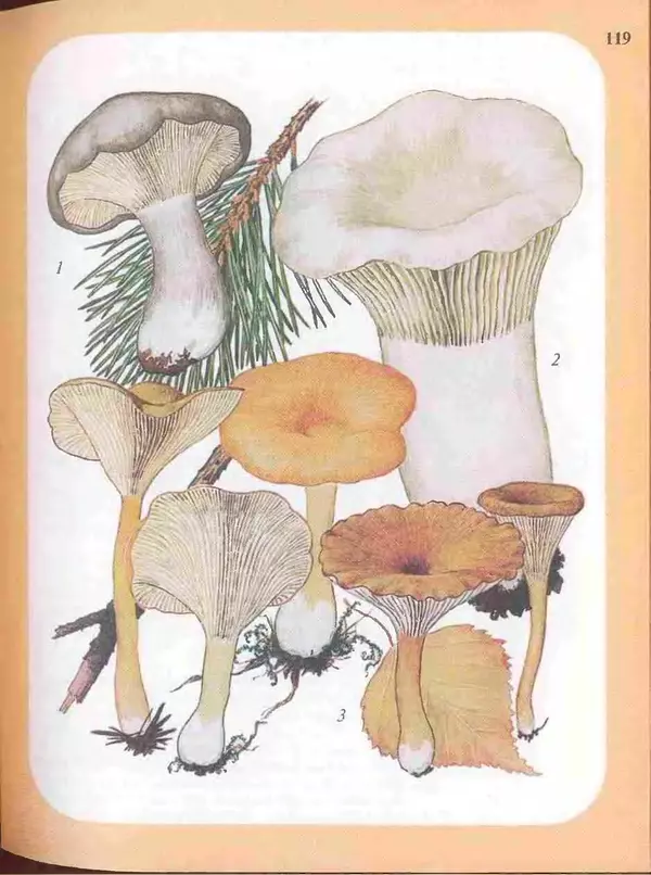 КулЛиб. А. В. Юдин - Большой определитель грибов. Страница № 119