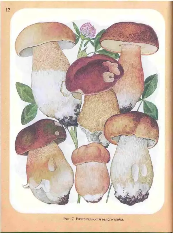 КулЛиб. А. В. Юдин - Большой определитель грибов. Страница № 12