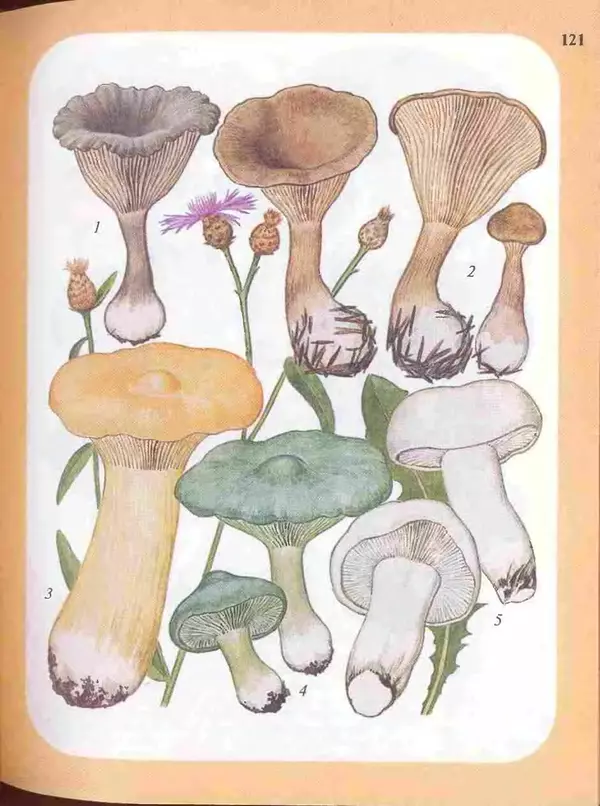 КулЛиб. А. В. Юдин - Большой определитель грибов. Страница № 121