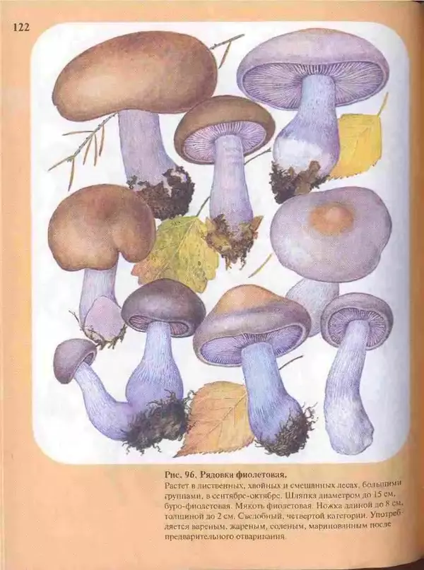 КулЛиб. А. В. Юдин - Большой определитель грибов. Страница № 122