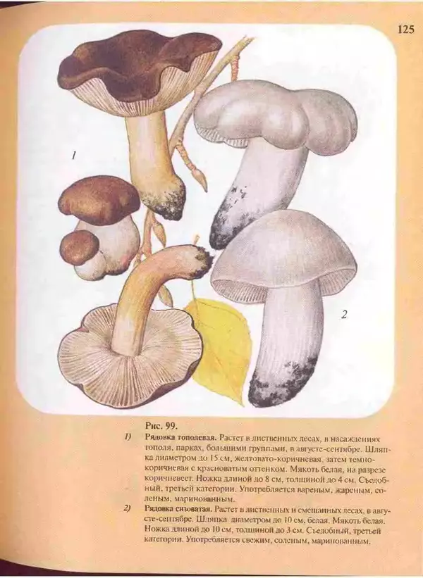 КулЛиб. А. В. Юдин - Большой определитель грибов. Страница № 125