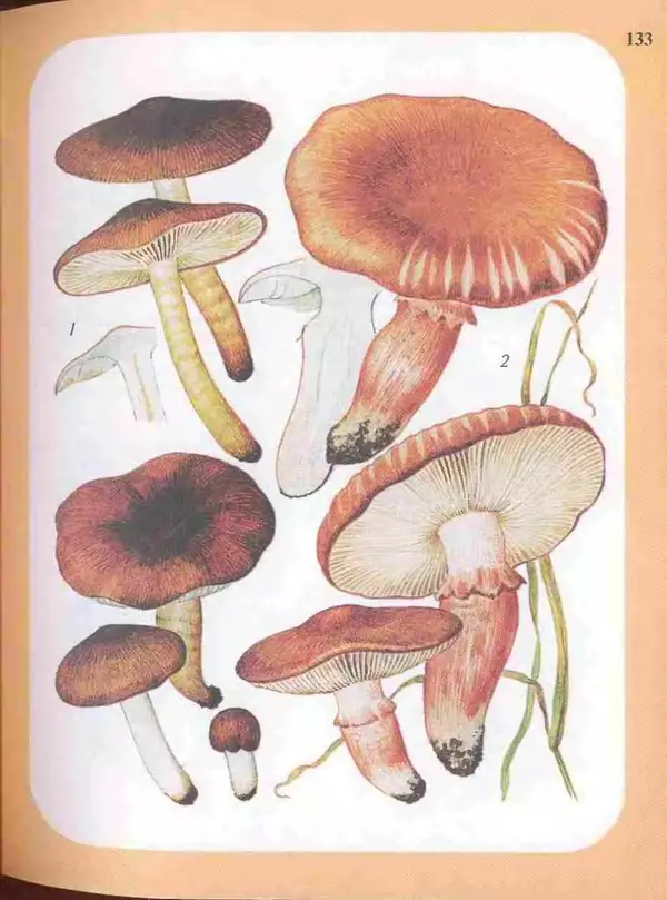 КулЛиб. А. В. Юдин - Большой определитель грибов. Страница № 133