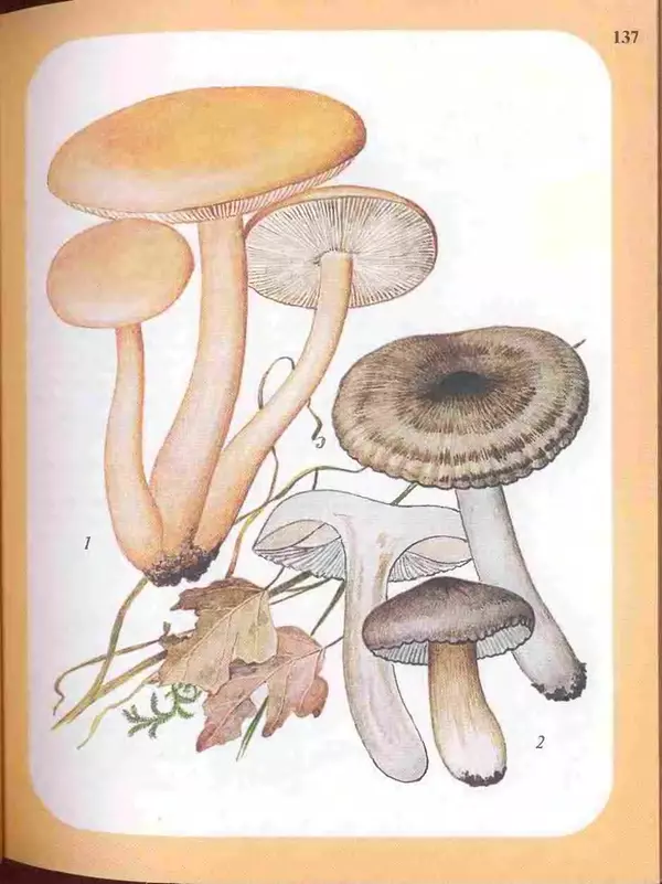 КулЛиб. А. В. Юдин - Большой определитель грибов. Страница № 137