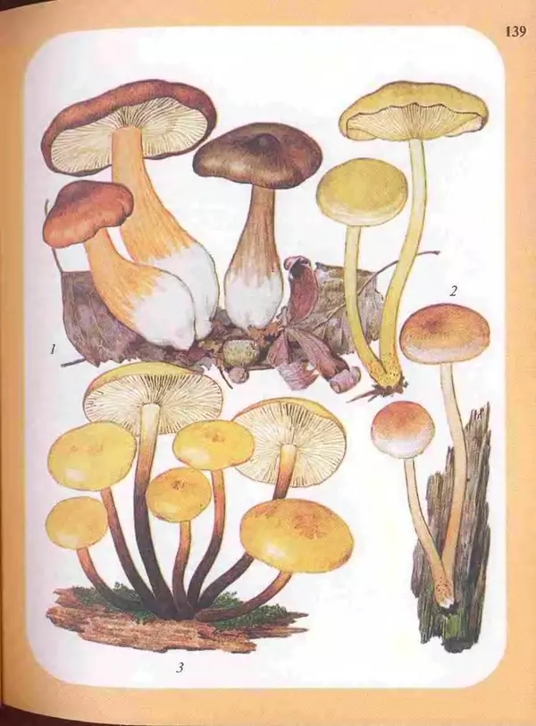 КулЛиб. А. В. Юдин - Большой определитель грибов. Страница № 139