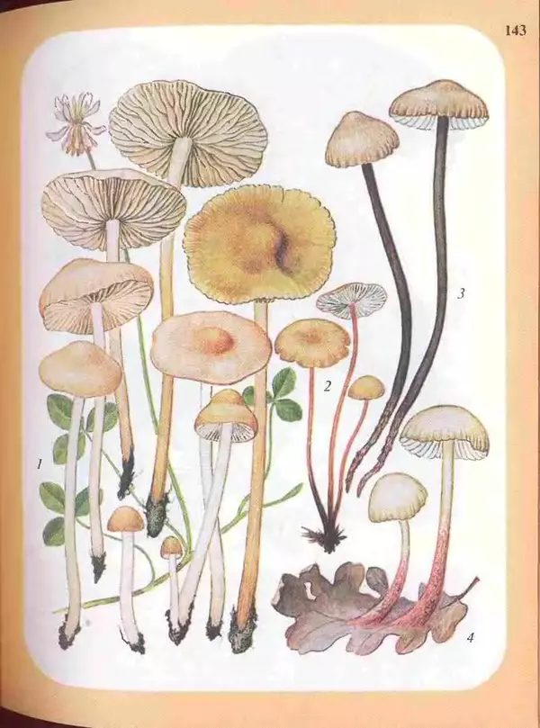КулЛиб. А. В. Юдин - Большой определитель грибов. Страница № 143