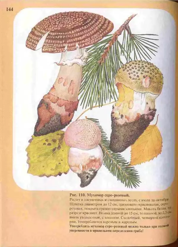 КулЛиб. А. В. Юдин - Большой определитель грибов. Страница № 144