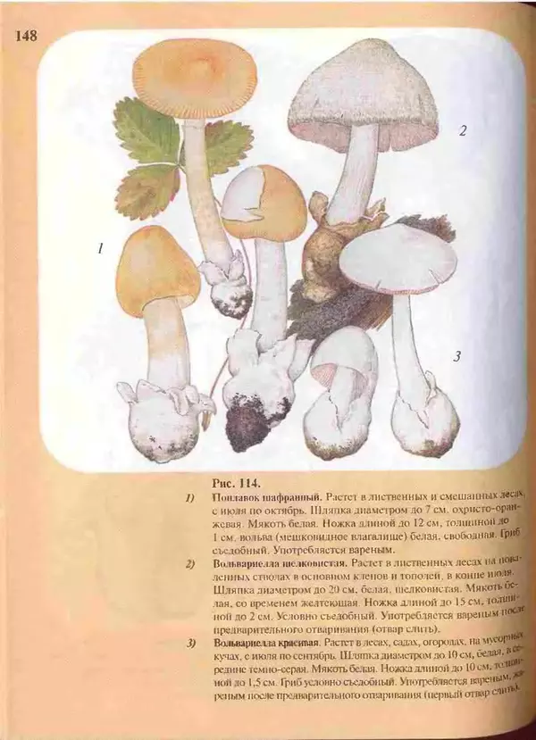 КулЛиб. А. В. Юдин - Большой определитель грибов. Страница № 148