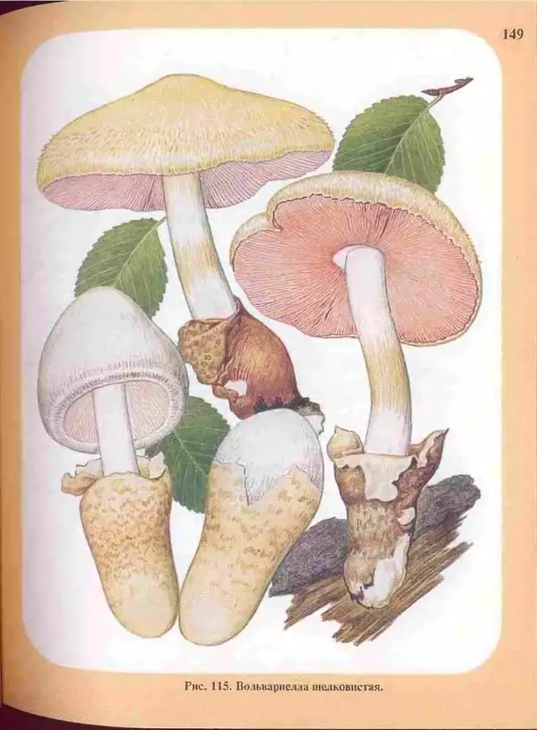 КулЛиб. А. В. Юдин - Большой определитель грибов. Страница № 149