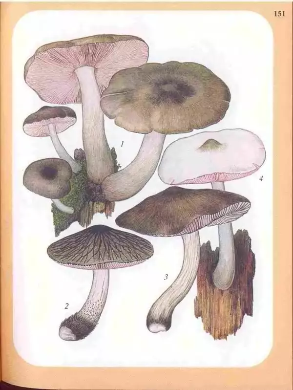 КулЛиб. А. В. Юдин - Большой определитель грибов. Страница № 151
