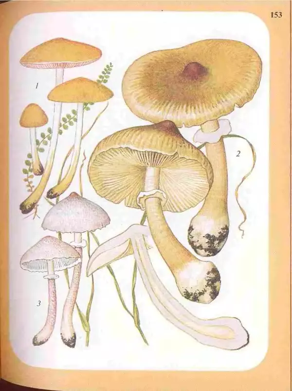КулЛиб. А. В. Юдин - Большой определитель грибов. Страница № 153