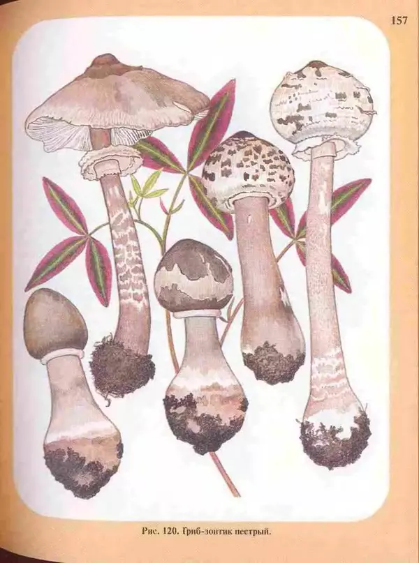 КулЛиб. А. В. Юдин - Большой определитель грибов. Страница № 157