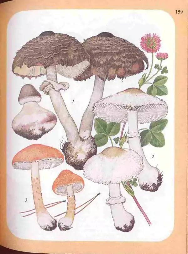 КулЛиб. А. В. Юдин - Большой определитель грибов. Страница № 159