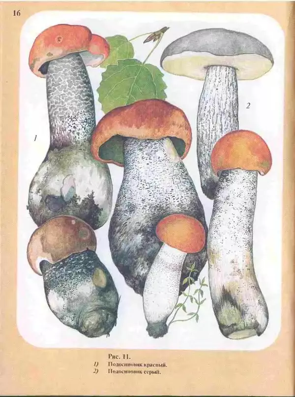 КулЛиб. А. В. Юдин - Большой определитель грибов. Страница № 16